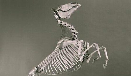 Museo di Anatomia degli Animali Domestici